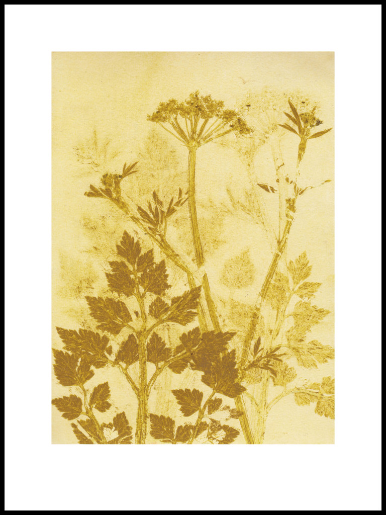 pernille-folcarelli-1