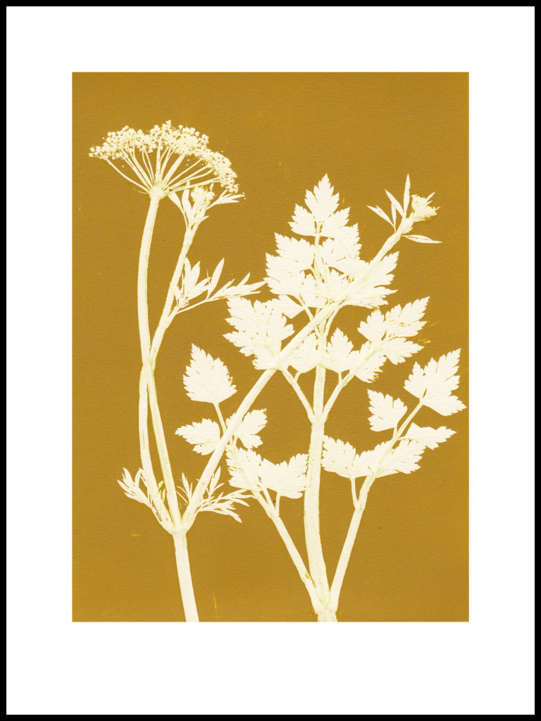 pernille-folcarelli-4