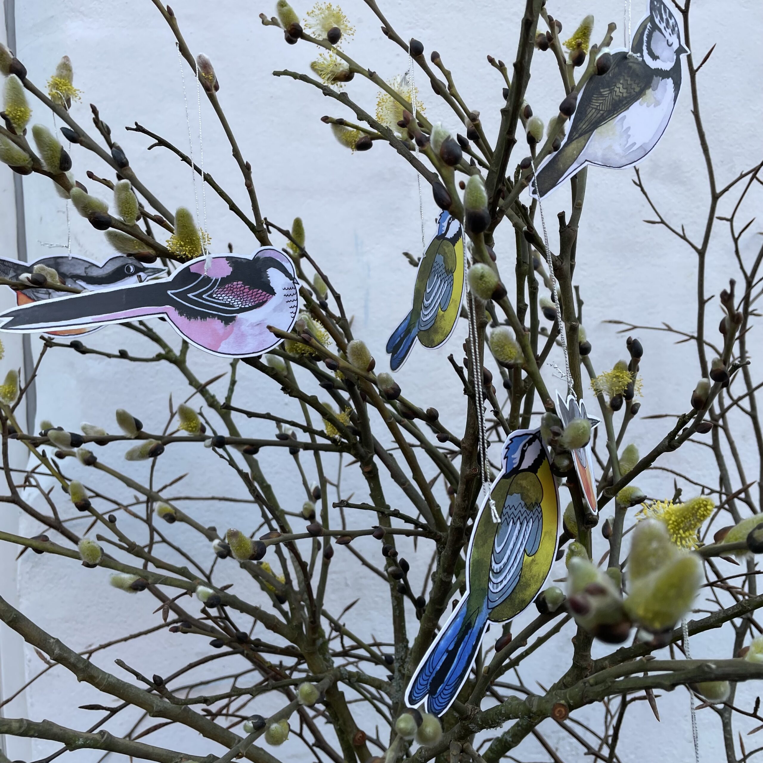 Forårsfugle nærfoto