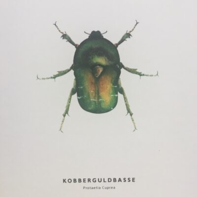 Papiratelierét - Insekter